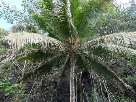 Coconut Palm (Cocos nucifera) Growing Among Volcanic Rocks on Hawaii Island