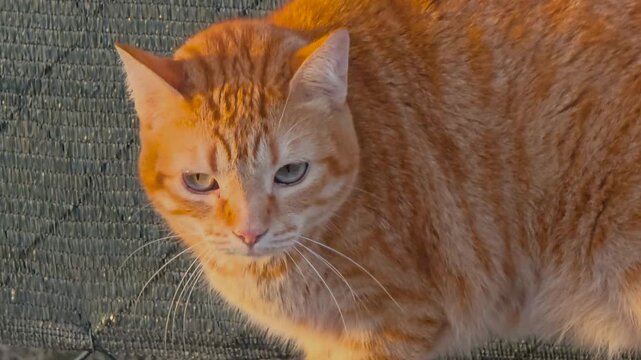 Close up ginger cat head focused watching attentively intense eyes outdoor