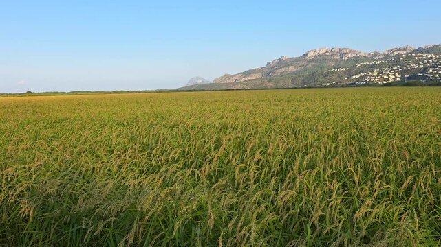 Smooth pan over golden ripening rice field with Segaria mountain landscape background