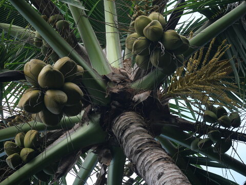 Coconut Palm (Cocos nucifera) with Clusters of Green Coconuts in Hawaii