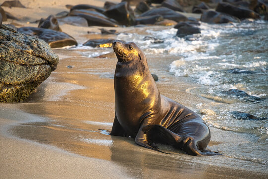 Sea Lions at La Jolla Cove in California