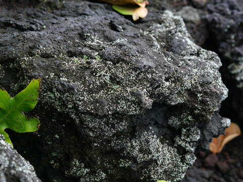 Lichen Growing on Black Volcanic Rock on Hawaii Island