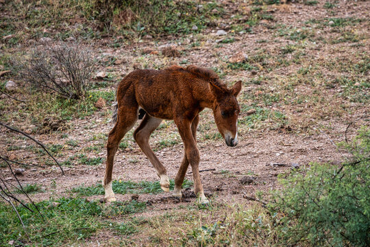 Salt River Wild Horse Foal