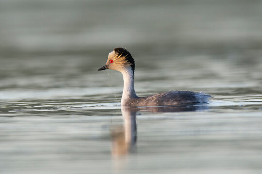 Silvery Grebe in Pampas lagoon environment, Patagonia, Argentina