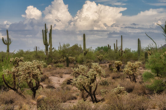 A cloudy desert sky