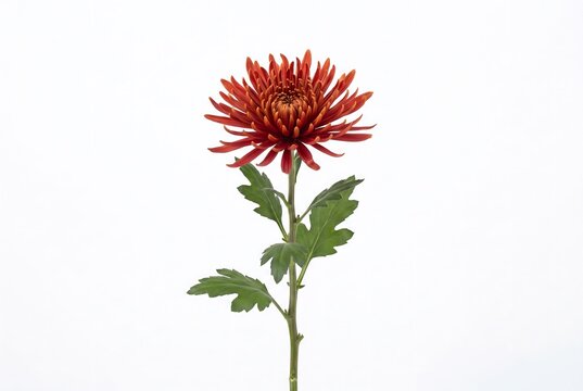 凛と咲く菊の花房