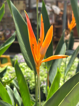 Parrot's beak or parrot flower (Heliconia psittacorum)