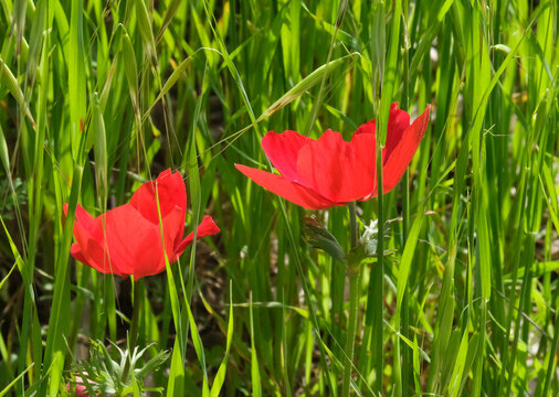 Spring bloom of anemones (Anemone coronaria) in the Negev