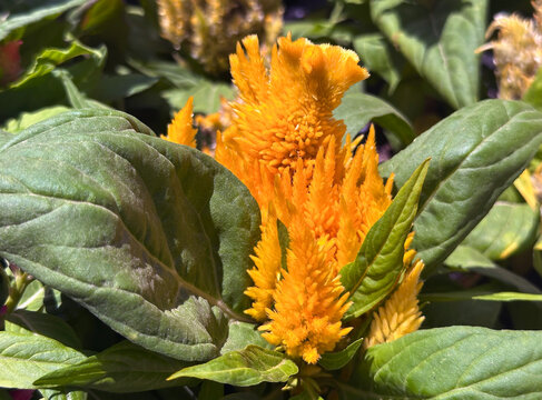 Bright orange Celosia flower, cockscomb (lat.- Celosia argentea)