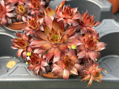Cluster of deep red rosette succulent plants (Echeveria)