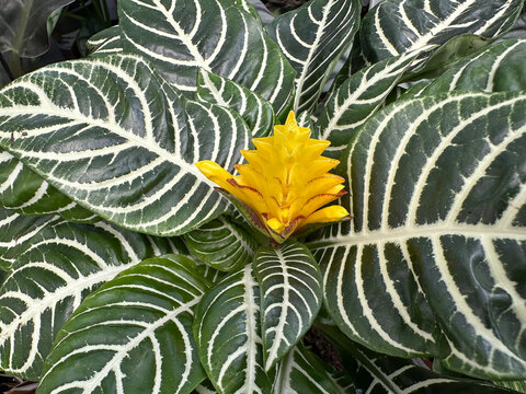 Four-sided flower bract zebra plant (Aphelandra squarrosa)