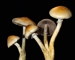 Psilocybe Cubensis © Eric