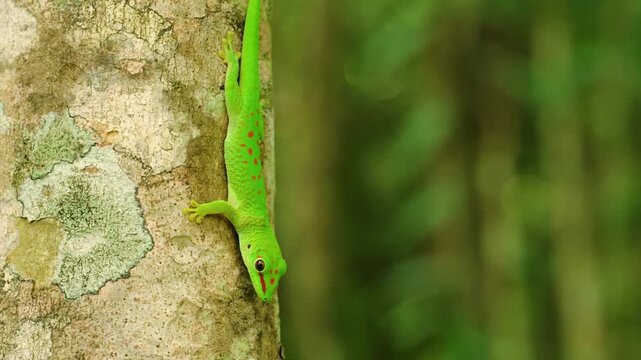 Madagascar day gecko (Phelsuma grandis) sticking to a tree.