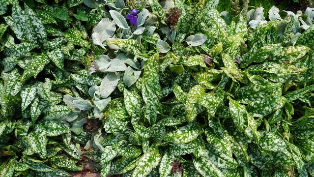 Variegated lungwort leaves close-up. Green leaves with white and silver spotted variegation pattern. Close-up view of pulmonary plant foliage with purple flower visible among the textured leaves.