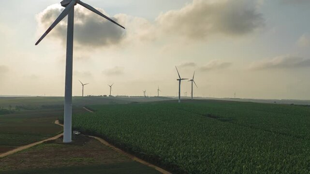 Aerial view of the sunset and windmills over the pineapple sea in Xuwen County, Zhanjiang.