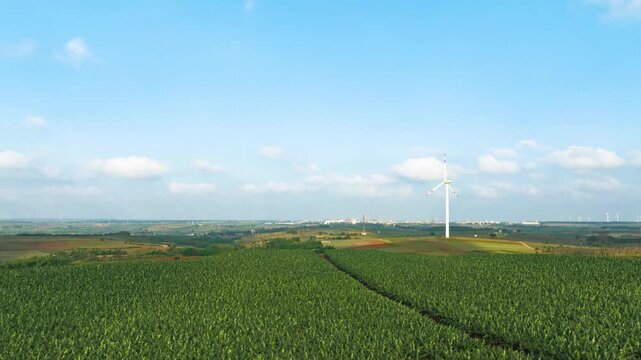 Aerial view of the sunset and windmills over the pineapple sea in Xuwen County, Zhanjiang.