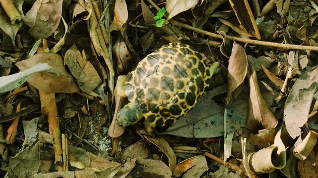 Close up of a Spider tortoise (Pyxis arachnoides) in Madagascar Tropical rainforest.