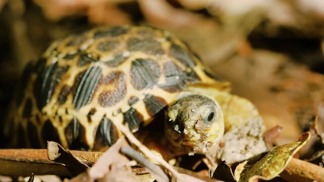 Close up of Face of a Spider tortoise (Pyxis arachnoides). Tropical rainforest of Madagascar island.