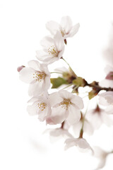 Fototapeta premium 벚꽃