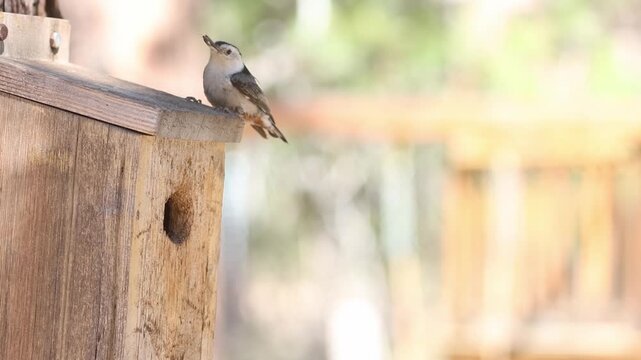 White-breasted nuthatch (Sitta carolinensis) nestling peers from birdhouse entrance as parent arrives with insect prey, Lassen County, California &mdash; slow motion.