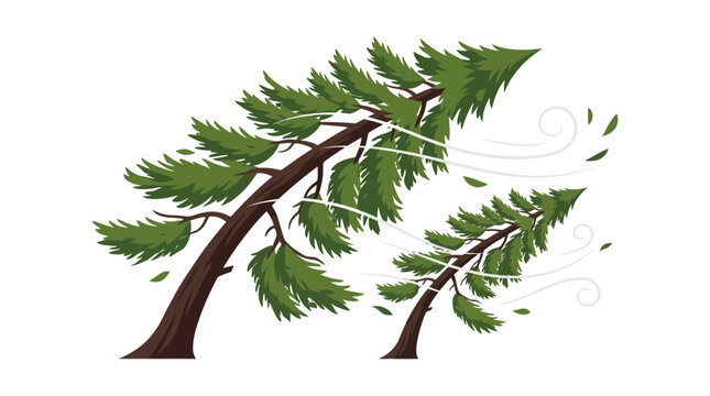 Two Pine Trees Bending in Strong Gale Force Wind