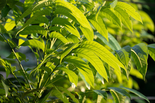 Mahogany leaves under sunlight