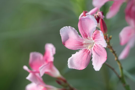 Pink Oleander flower macro closeup