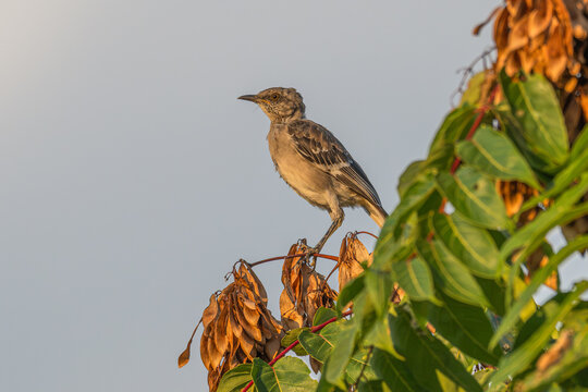 Northern mockingbird molting perches on top of a tree.