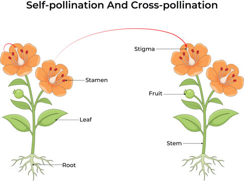 Self-Pollination and Cross-Pollination in Flowers, Plant Reproduction Educational Design Vector Illustration