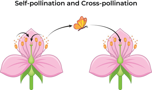 Self-Pollination and Cross-Pollination in Flowers, Plant Reproduction Educational Design Vector Illustration