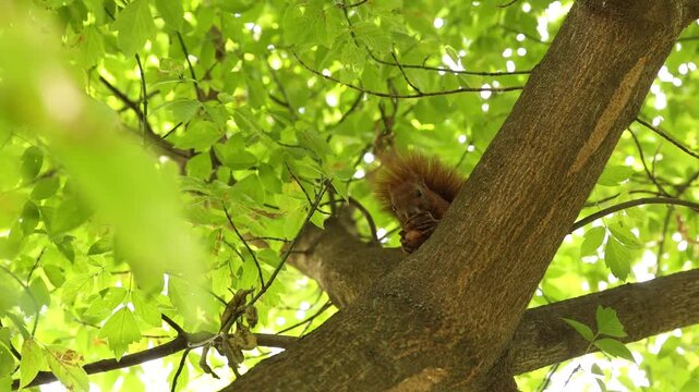 Cute squirrel eating on tree outdoors, low angle view