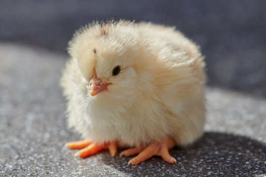 Close-Up View of Cute Fluffy Yellow Chick Standing on Ground Facing Camera