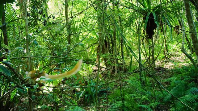 A footage of the Ring-tailed lemurs (Lemur catta) in Madagascar rainforest.