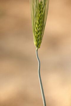 보리