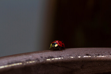 ladybug on a pot © giorgi