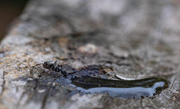 ant drinks water