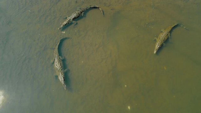Overhead view of three large crocodiles in Tarcoles River Costa Rica