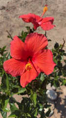 red hibiscus flower © melissa