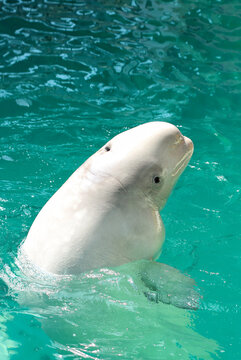 Smooth white beluga whale raising its head above turquoise water, looking curiously into the camera.