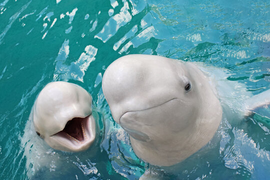 Two white beluga whales swimming in clear turquoise water with open mouths and friendly expressions.
