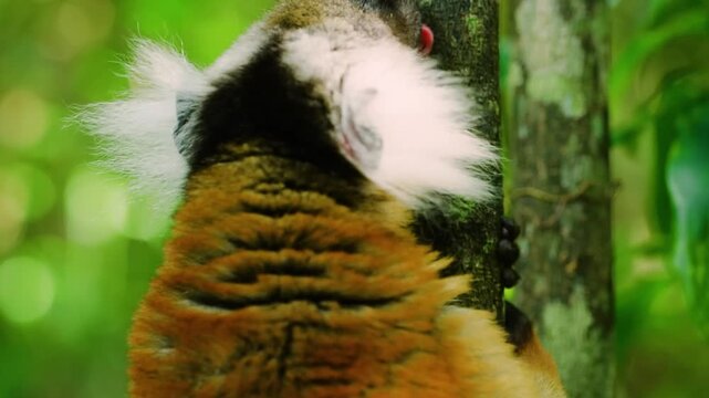 Footage of a Black lemur (Eulemur macaco) licking a tree branch in Madagascar rainforest.
