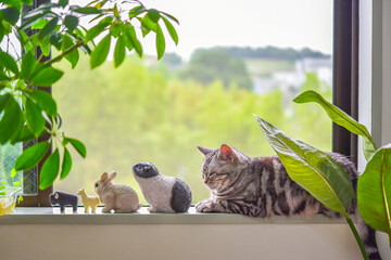 Naklejka premium 窓辺で動物のミニチュア達と並んでくつろぐ猫