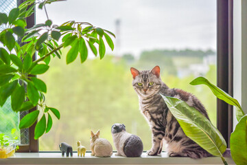 Naklejka premium 窓辺で動物のミニチュア達と並んでくつろぐ猫