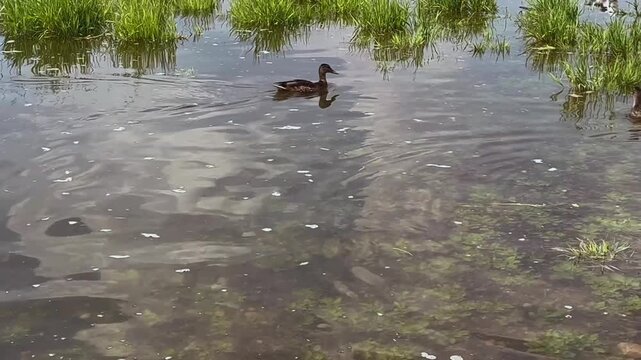 Mallard duck (Anas platyrhynchos). A wild duck swims along the calm surface of the river past green algae and sedges