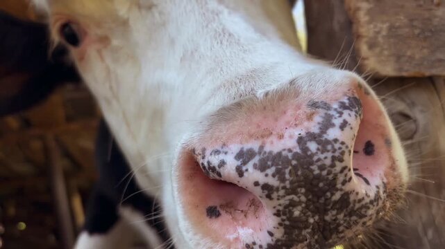 Cow (Bos taurus). Macro close-up of a cow's spotted nose poking out from behind a wooden pen partition