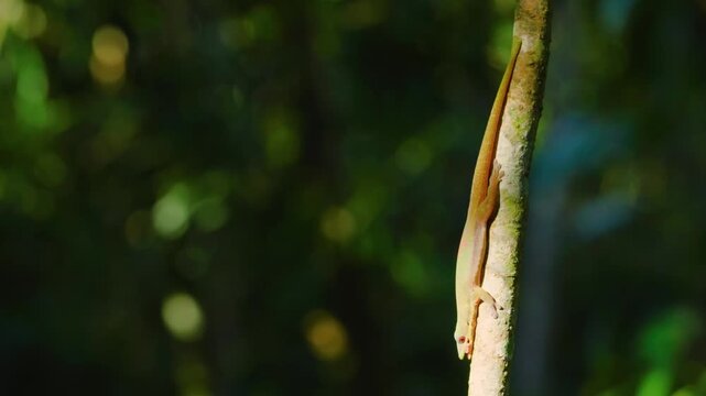 Uroplatus lineatus is a gecko which is found in eastern Madagascar and on the island Nosy Bohara. These geckos live on trees in tropical rain forests.