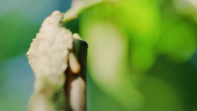 Uroplatus lineatus is a gecko which is found in eastern Madagascar and on the island Nosy Bohara. These geckos live on trees in tropical rain forests.