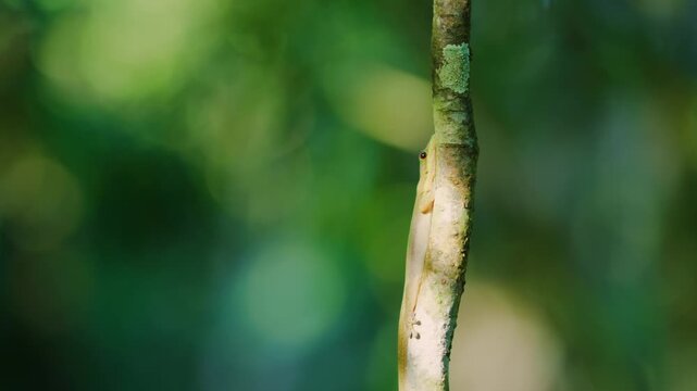 Uroplatus lineatus is a gecko which is found in eastern Madagascar and on the island Nosy Bohara. These geckos live on trees in tropical rain forests.