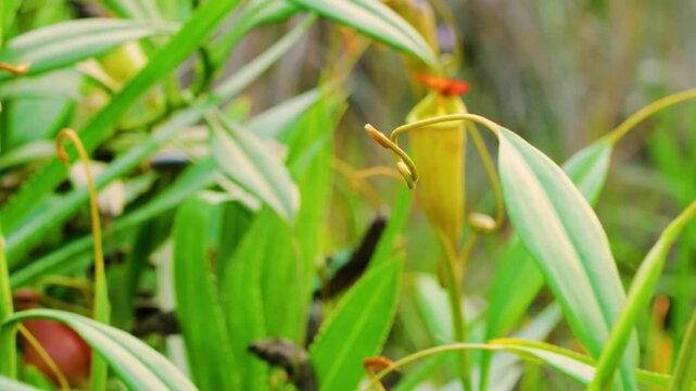 Close up of a Nepenthes mirabilis or the common swamp pitcher-plant and tropical pitcher plant, is a carnivorous plant species in Madagascar rainforest. 