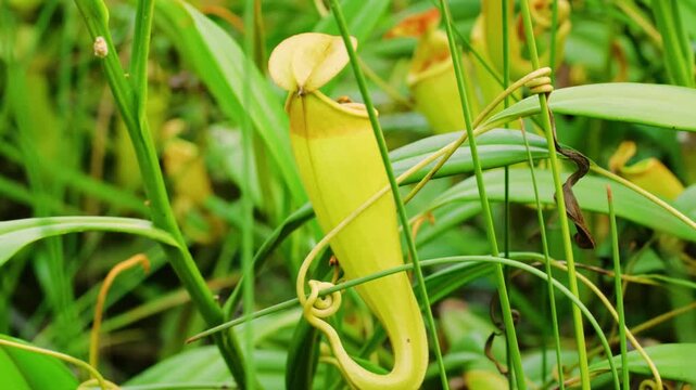 Pitcher plants are several different carnivorous plants that have modified leaves known as pitfall trap.